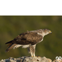 گونه عقاب دو برادر Bonellis Eagle